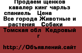 Продаем щенков кавалер кинг чарльз спаниель › Цена ­ 60 000 - Все города Животные и растения » Собаки   . Томская обл.,Кедровый г.